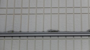 DSCN3403